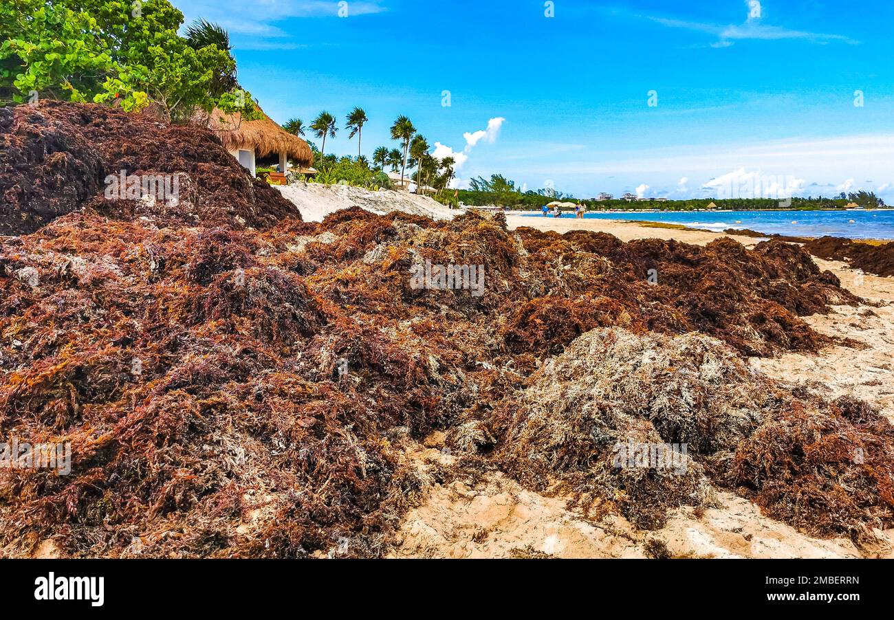 The beautiful Caribbean beach totally filthy and dirty the nasty ...