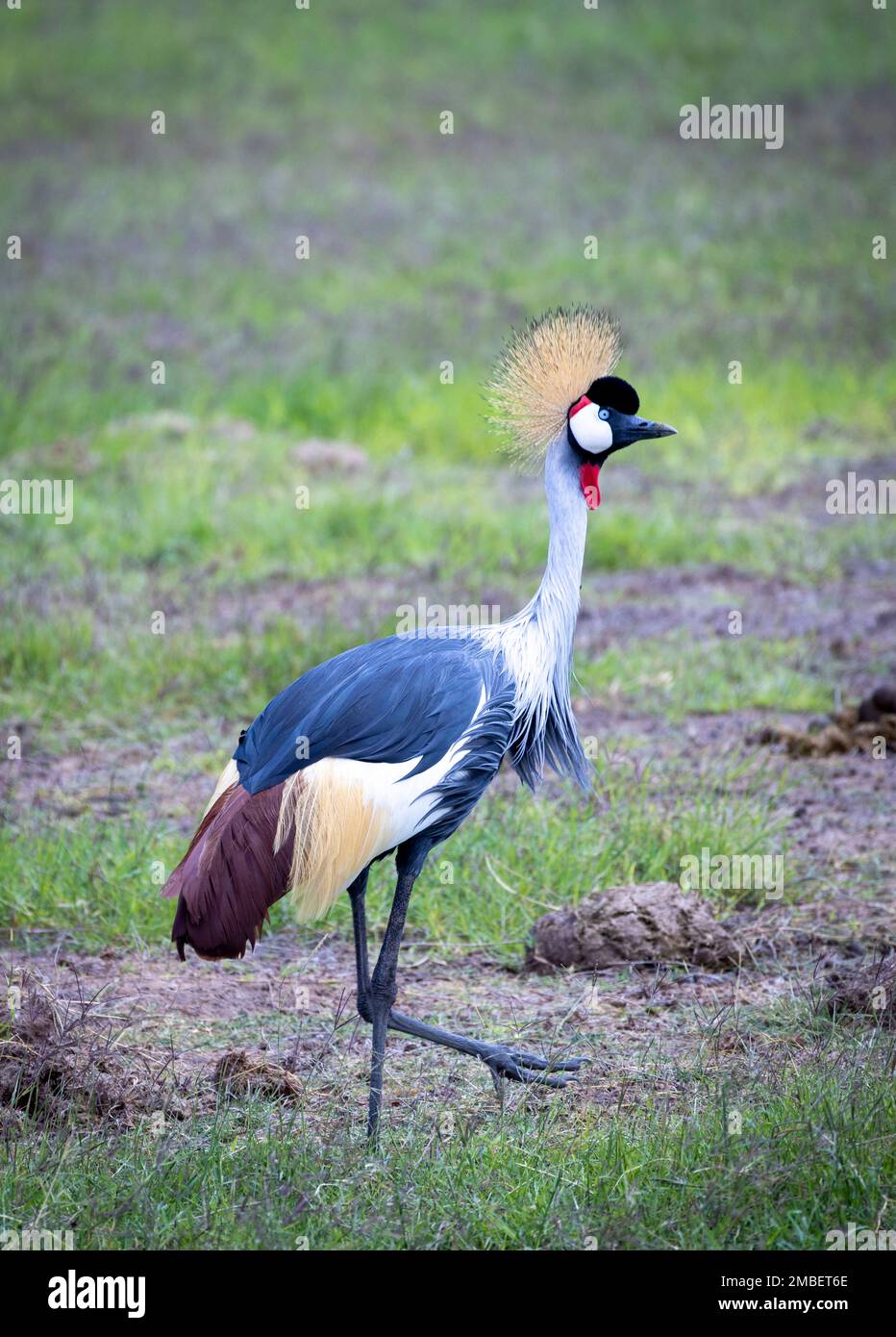 grey crowned crane (Balearica regulorum), Amboseli National Park,, Kenya, Africa Stock Photo