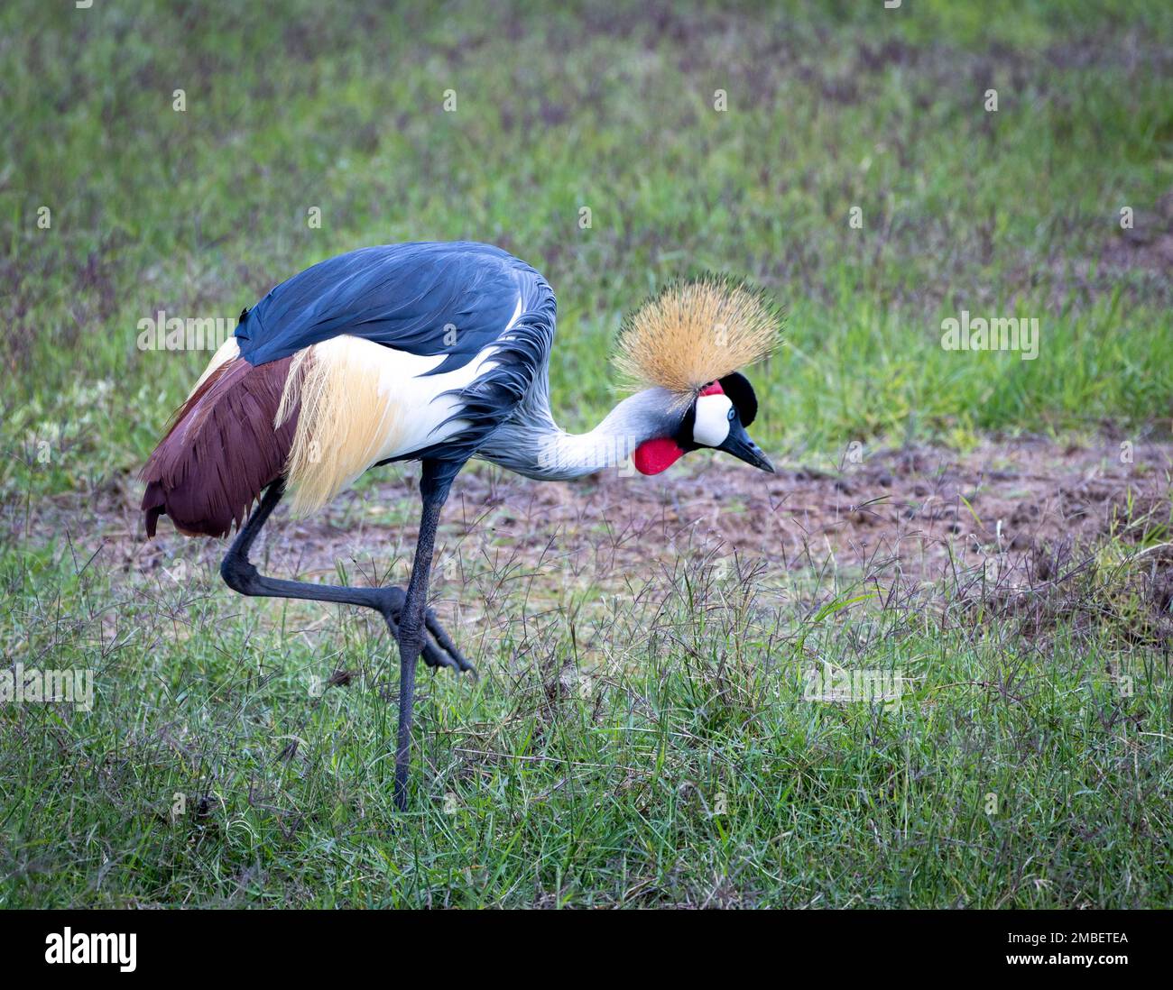 grey crowned crane (Balearica regulorum), Amboseli National Park,, Kenya, Africa Stock Photo