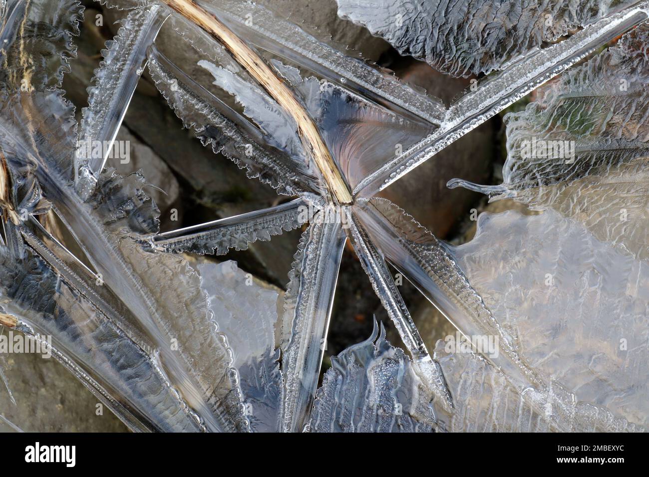 Close-up of semi-transparent star-like ice formation, with some plant matter and pebbles beneath. Stock Photo