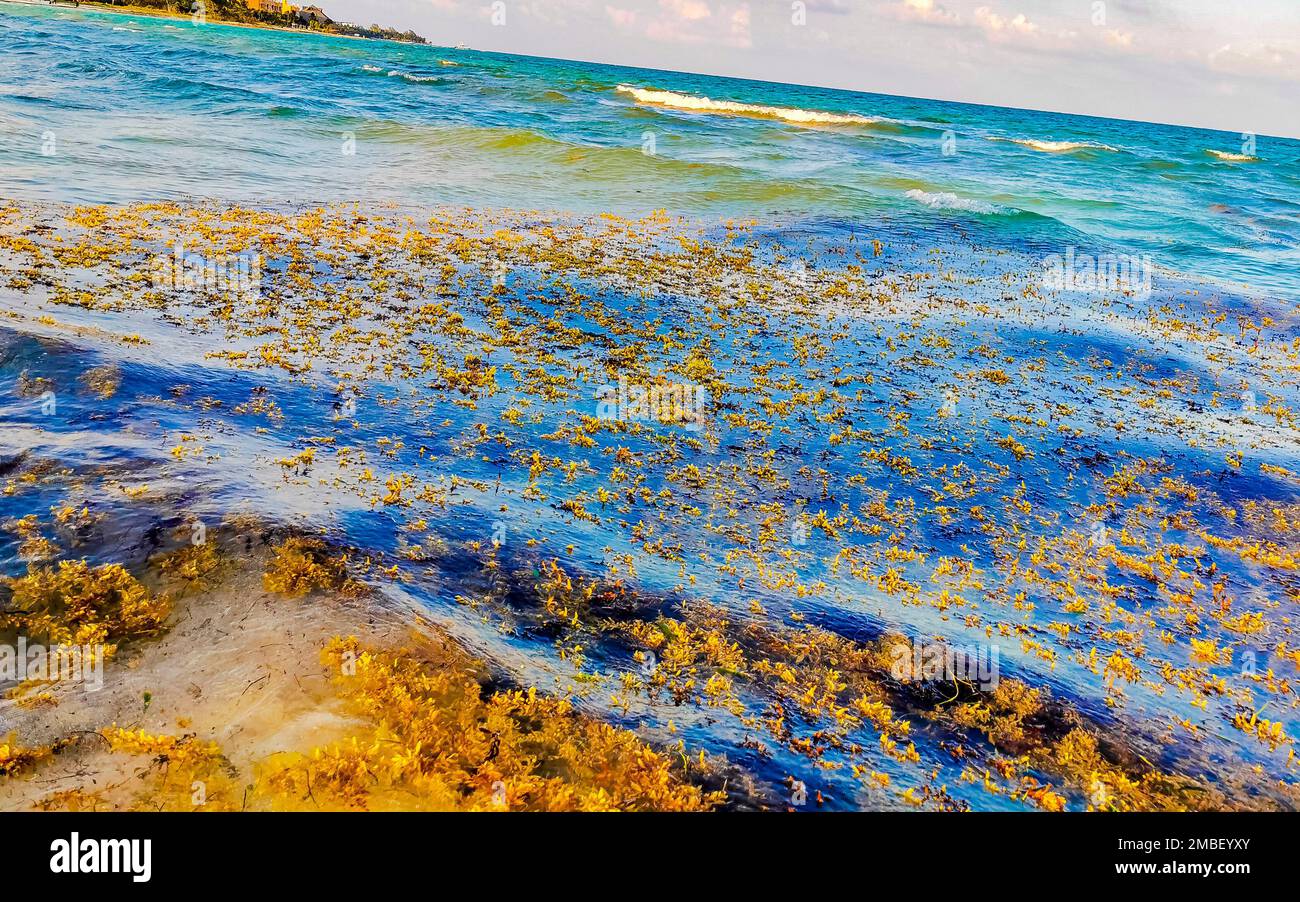 The beautiful Caribbean beach totally filthy and dirty the nasty ...