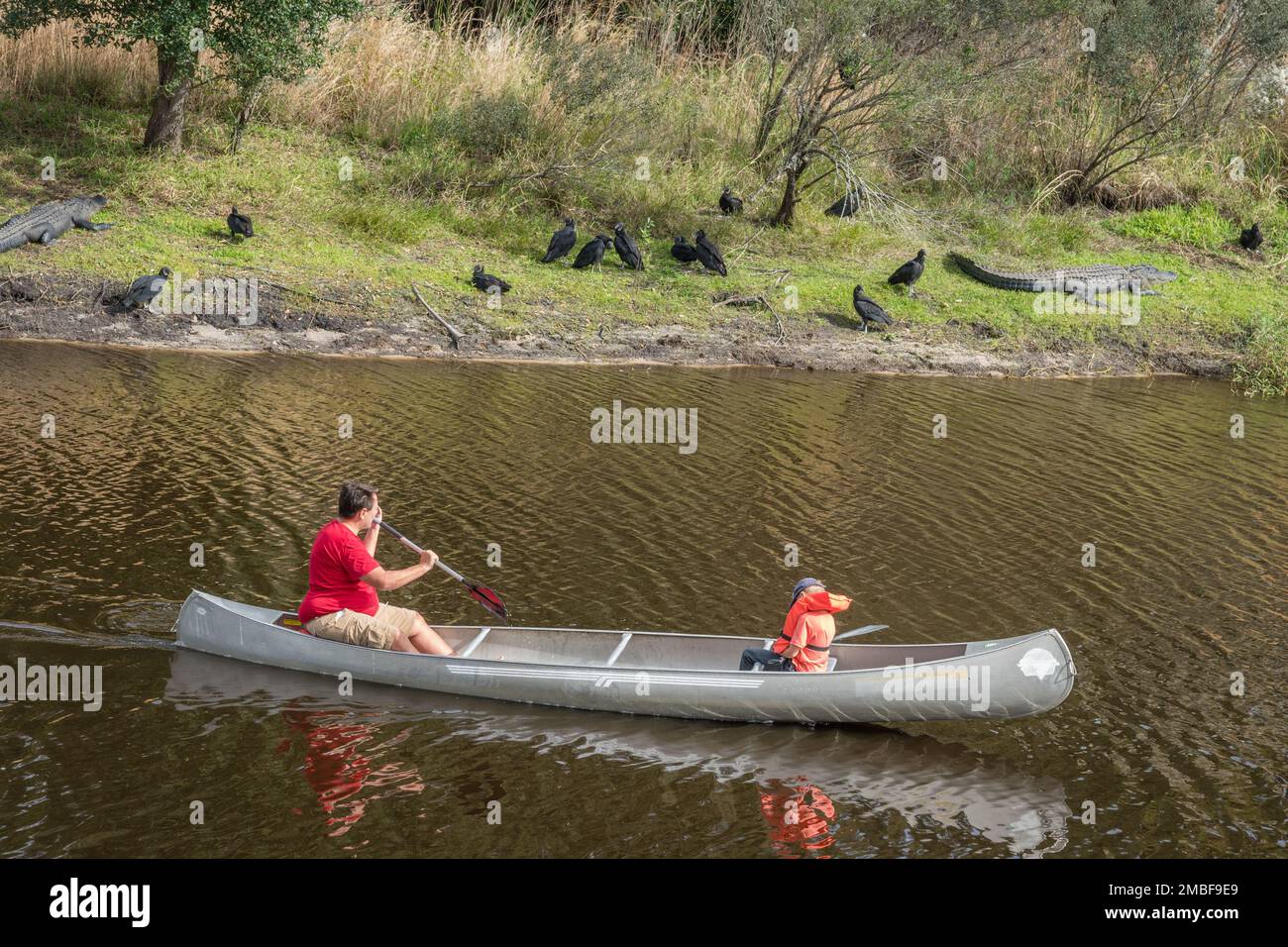 Myakka River State Park, FL, US-November 28, 2021: Father and small son canoeing in river with alligators nearby on riverbank. Stock Photo
