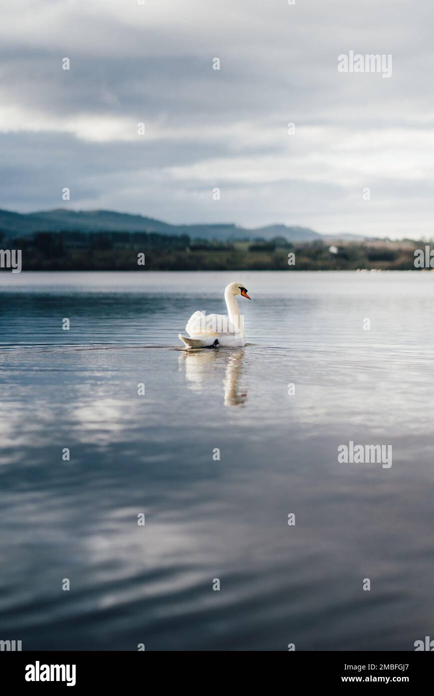 A vertical shot of a swan in a lake under the big dark clouds Stock ...