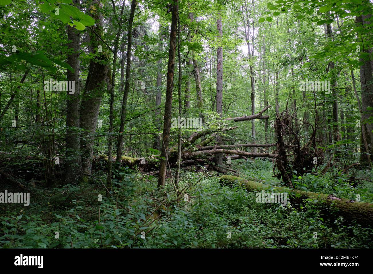 Alder tree deciduous stand in summer with dead ash tree in foreground ...