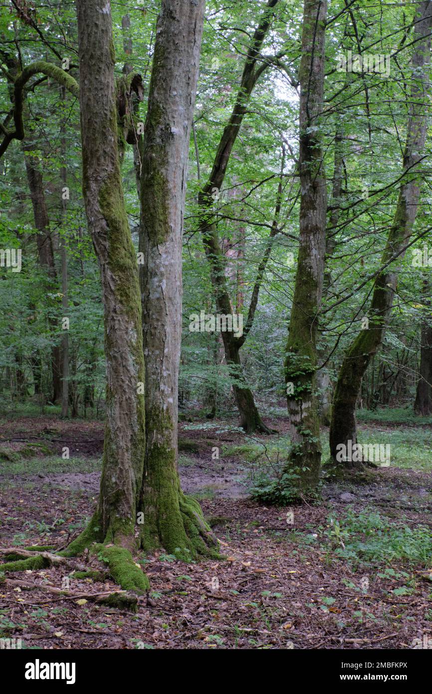 Old deciduous forest in summer with old hornbeam tree in foreground,Bialowieza Forest,Poland,Europe Stock Photo