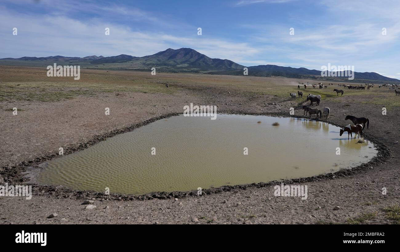 Freeranging wild horses gather at the watering hole Friday, May 13