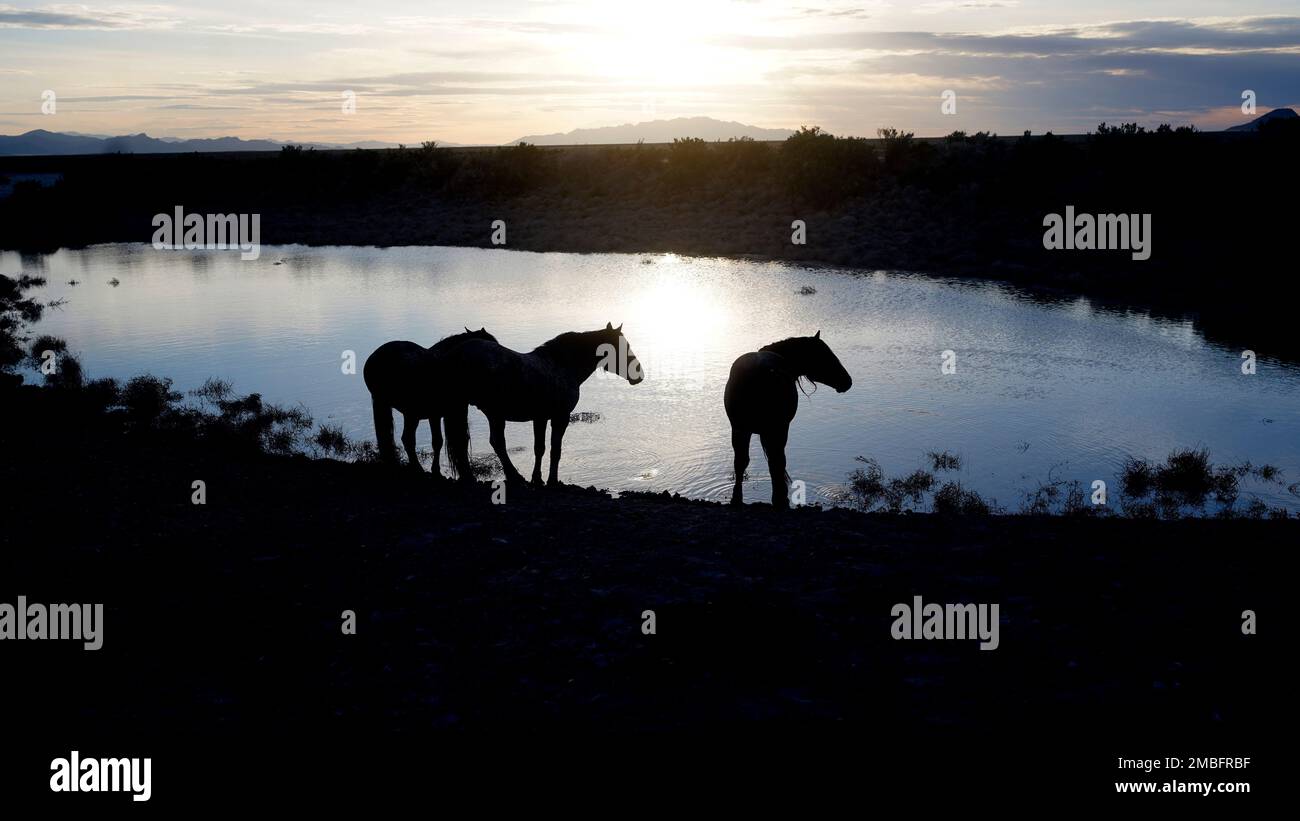 Freeranging wild horses gather at the watering hole Friday, May 13