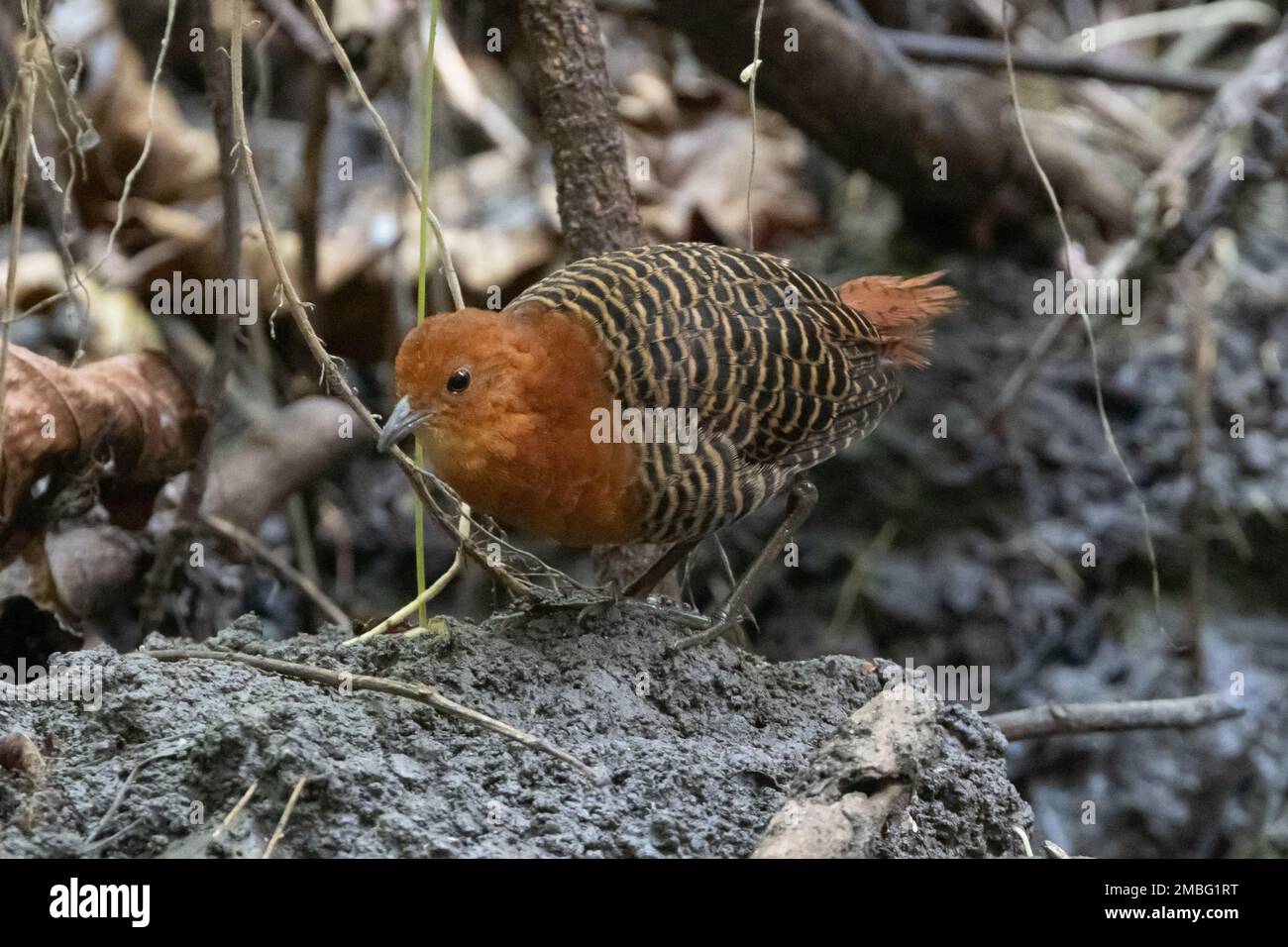 White spotted Flufftail, The Gambia, West Africa Stock Photo