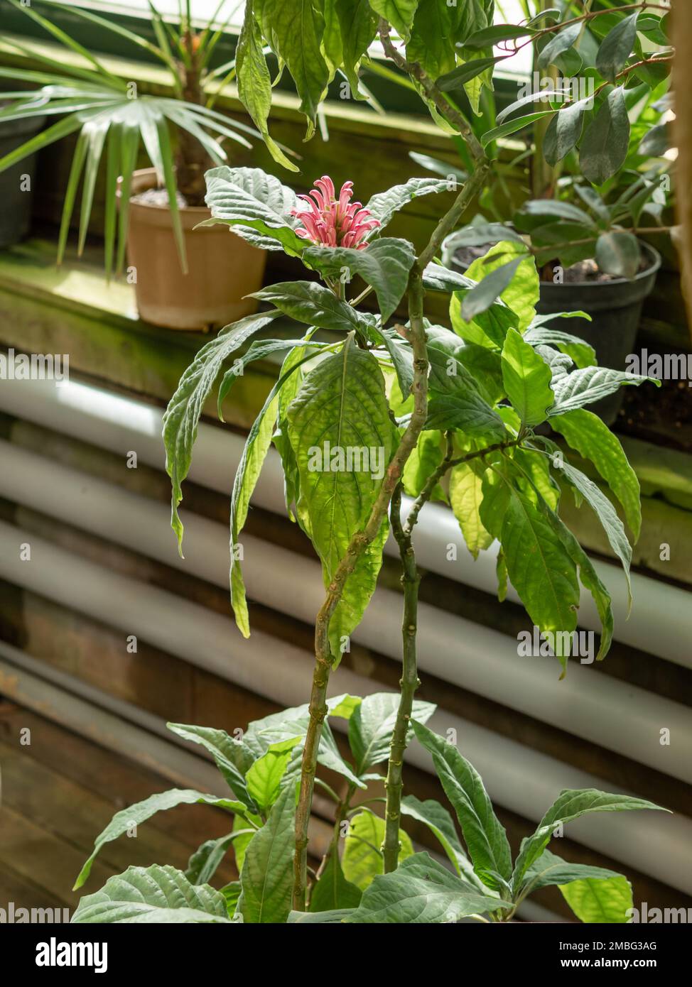 Pink flower of Justicia carnea or Brazilian plume flower. Blooming Brazilian-plume, flamingo flower or jacobinia, Flowering plant grows in greenhouse Stock Photo