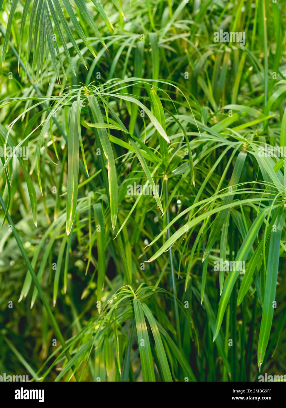 Full framed photo of Cyperus alternifolius, umbrella papyrus, umbrella sedge or umbrella palm. Green foliage of a grass-like plant. Stock Photo