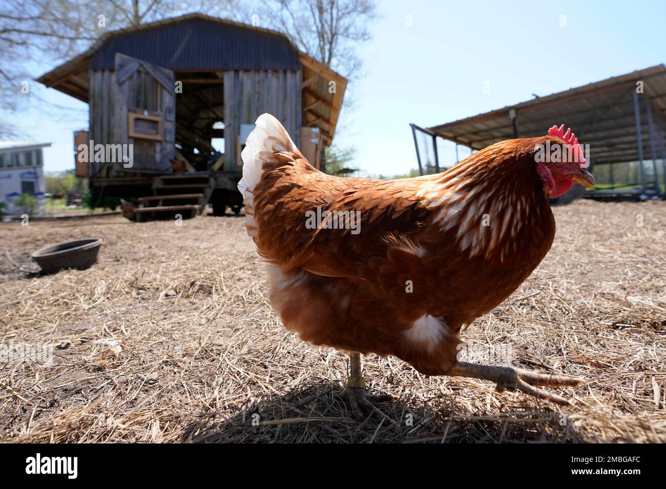 A chicken walks past the mobile chicken coop on the farm of Jim