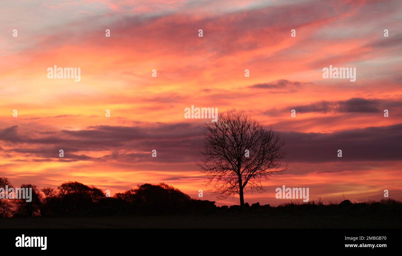 Tree silhouette against a dramatic sunrise sky Stock Photo - Alamy