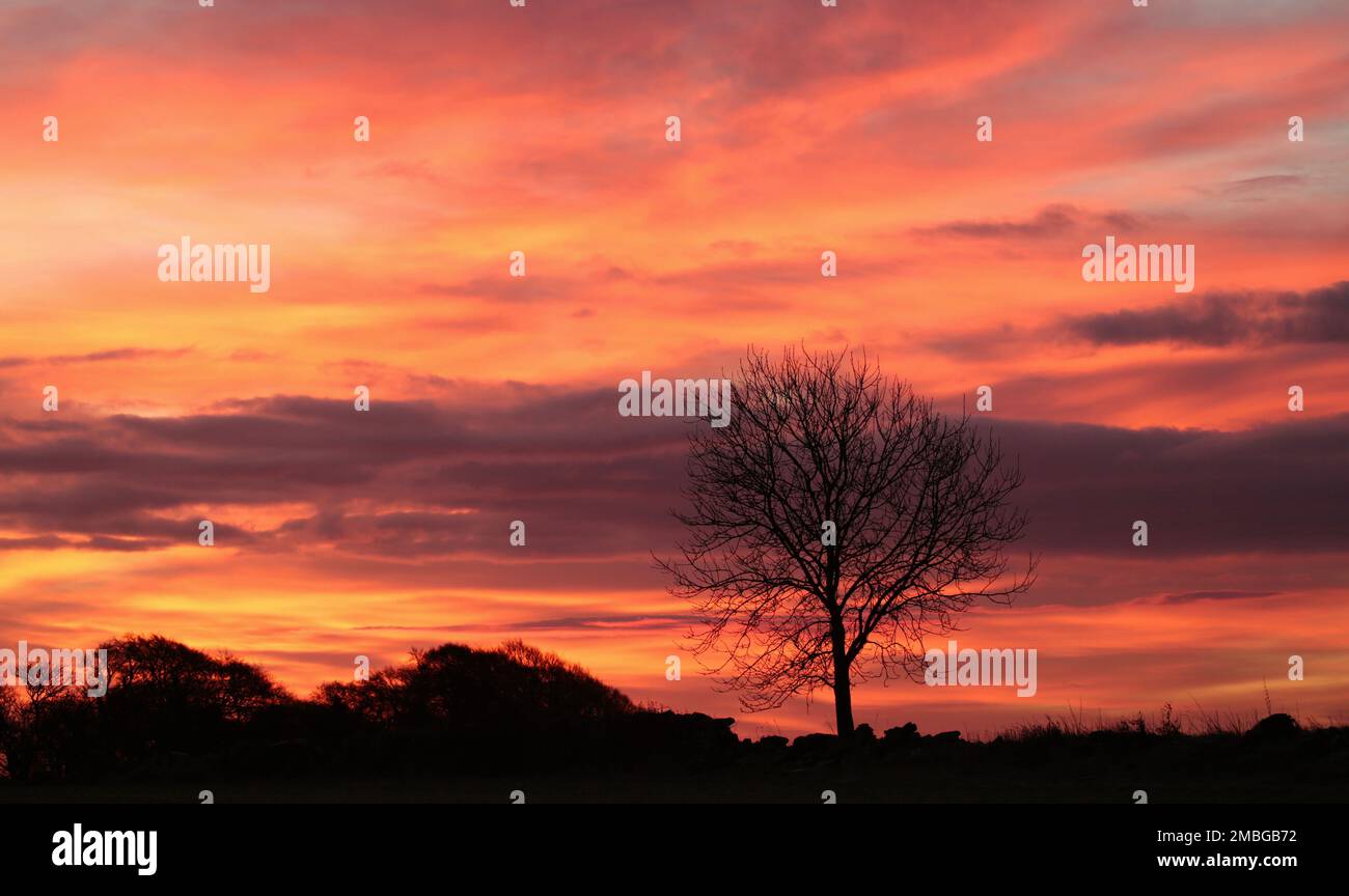 Tree silhouette against a dramatic sunrise sky Stock Photo - Alamy