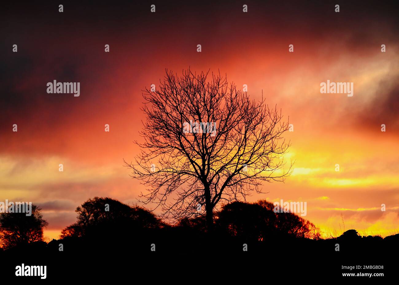 Tree silhouette against a dramatic sunrise sky Stock Photo - Alamy
