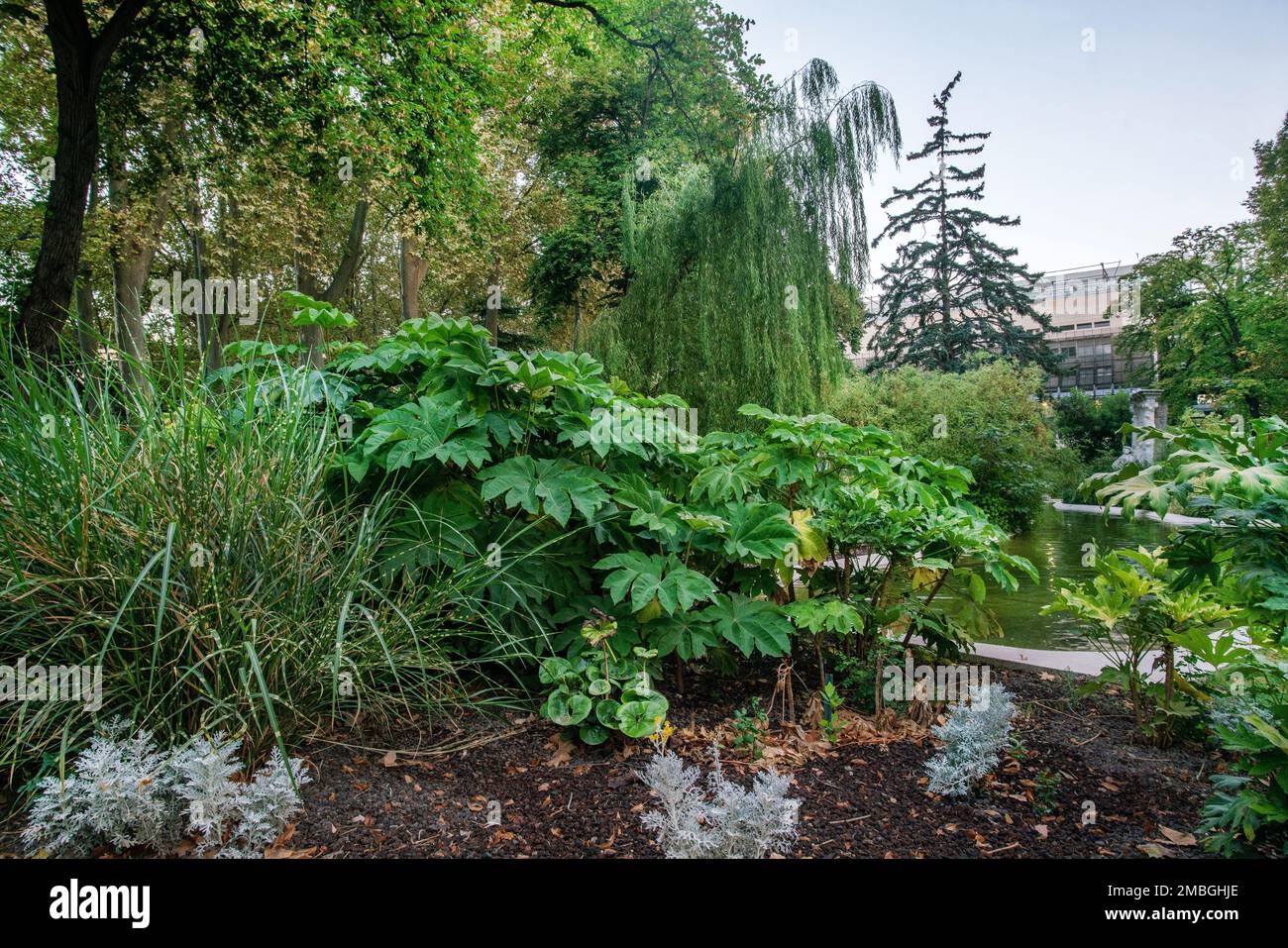 Amazing garden of the Palais des Congrès in Perpignan with Lebanese cedar and weeping willow and Tetrapanax shrubs and a pond Stock Photo
