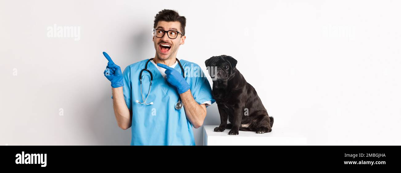 Handsome young doctor at vet clinic pointing fingers upper right corner and  looking amazed, standing near cute black pug dog, white background Stock  Photo - Alamy