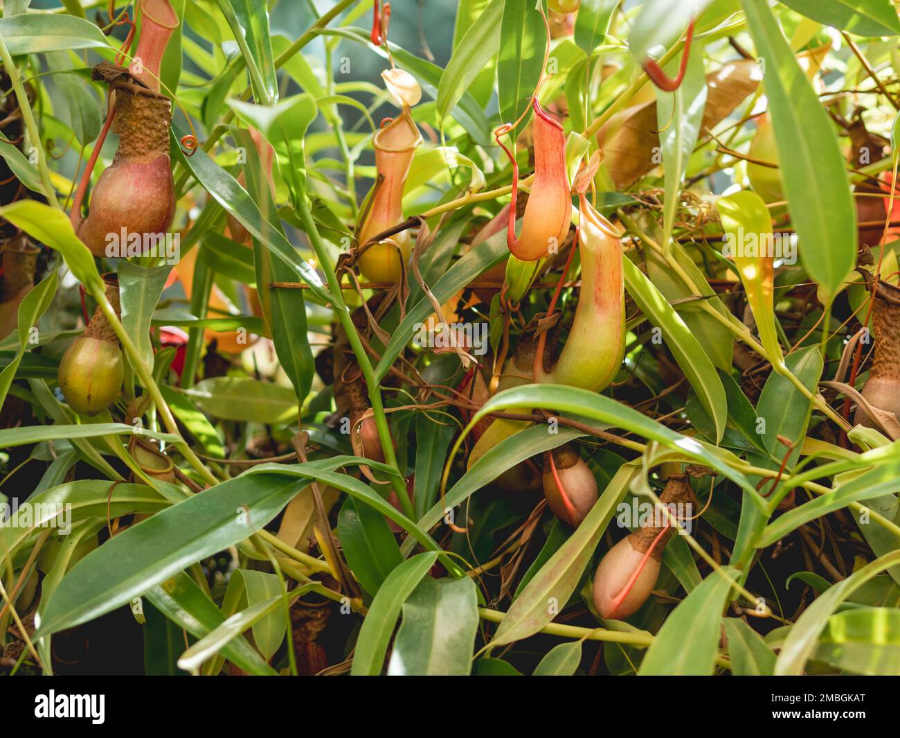 Nepenthes alata, tropical pitcher plant. Exotic plant is carnivorous