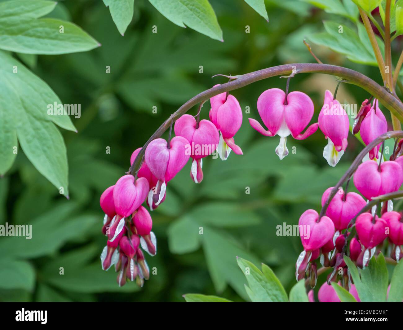 Flowering plant Lamprocapnos spectabilis, bleeding heart, fallopian buds or Asian bleeding-heart. Bright pink flowers in bloom. Summer natural backgro Stock Photo