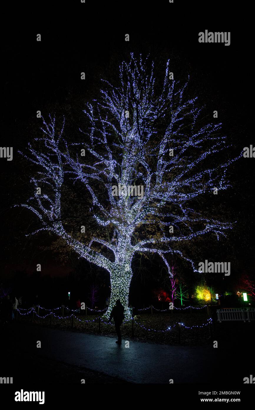 Christmas at Kew 2022 lights decorate the royal botanic gardens Stock Photo Alamy
