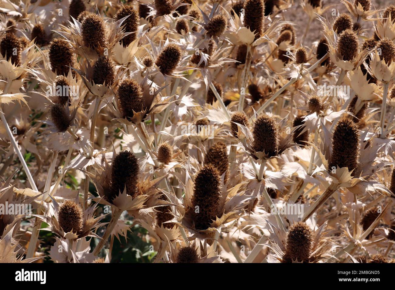 vertrockneter Elfenbein-Mannstreu (Eryngium giganteum) im Botanischen ...