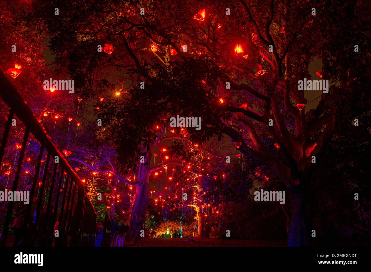 Christmas at Kew 2022 lights decorate the royal botanic gardens Stock Photo Alamy