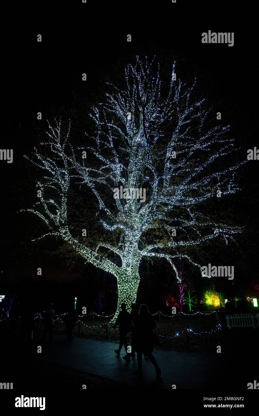 Christmas at Kew 2022 lights decorate the royal botanic gardens Stock