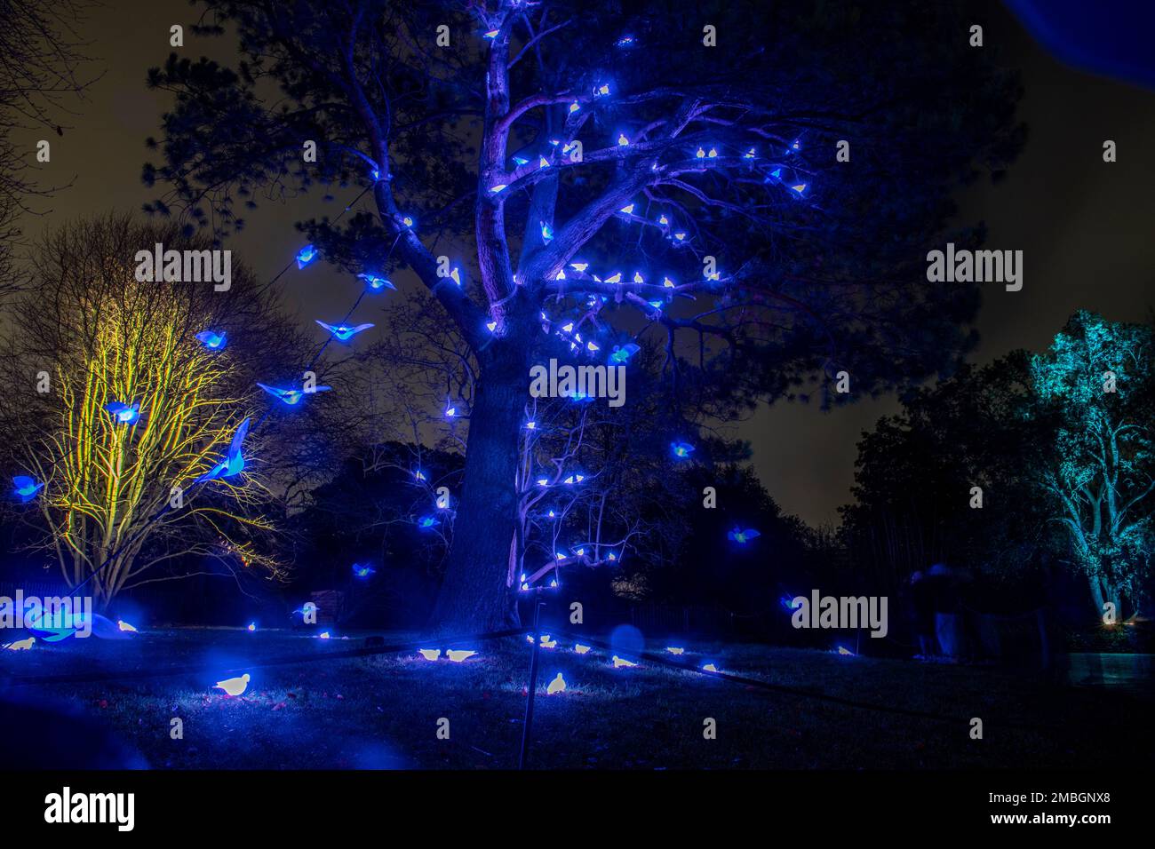 Christmas at Kew 2022 - lights decorate the royal botanic gardens Stock Photo