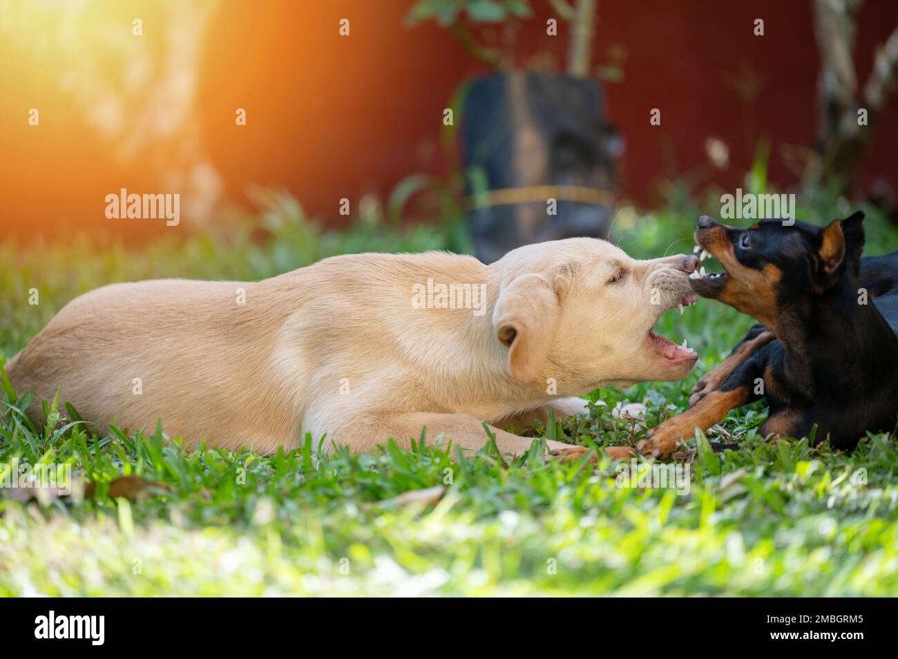 Picture of Two puppies play biting on green grass garden background Stock Photo ...