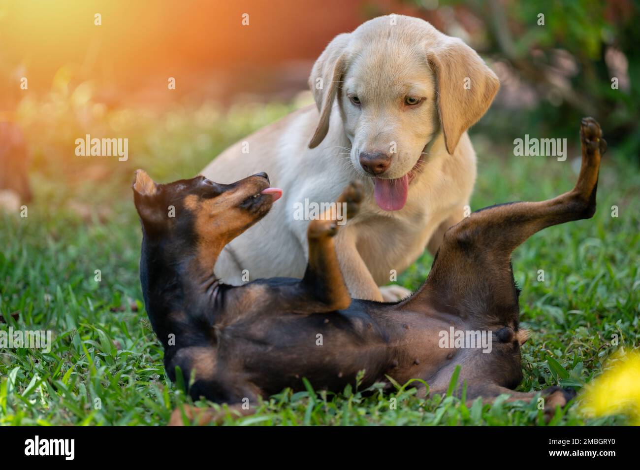 Two little dog play on grass yard on bright sunny day Stock Photo - Alamy