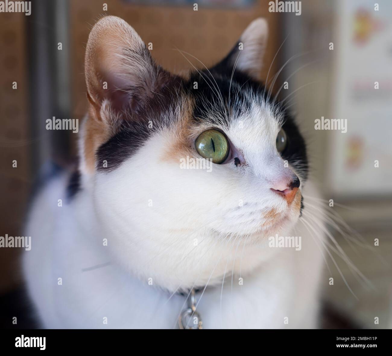 Yontama, the cat station master at Idakiso Station on the Wakayama