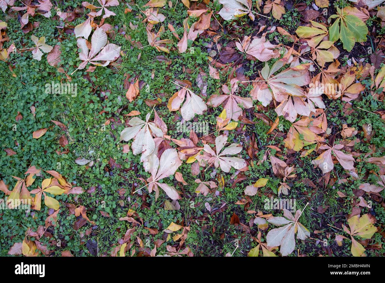 a bed of dry leaves of different types on wet grass, autumn texture, fallen leaves background, horizontal Stock Photo