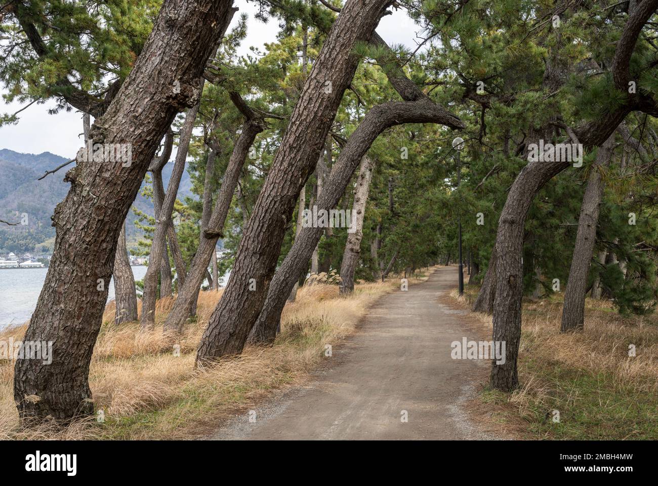 A path through pine trees at Amanohashidate in Kyoto Prefecture, Japan, one of the three scenic views of Japan. Stock Photo