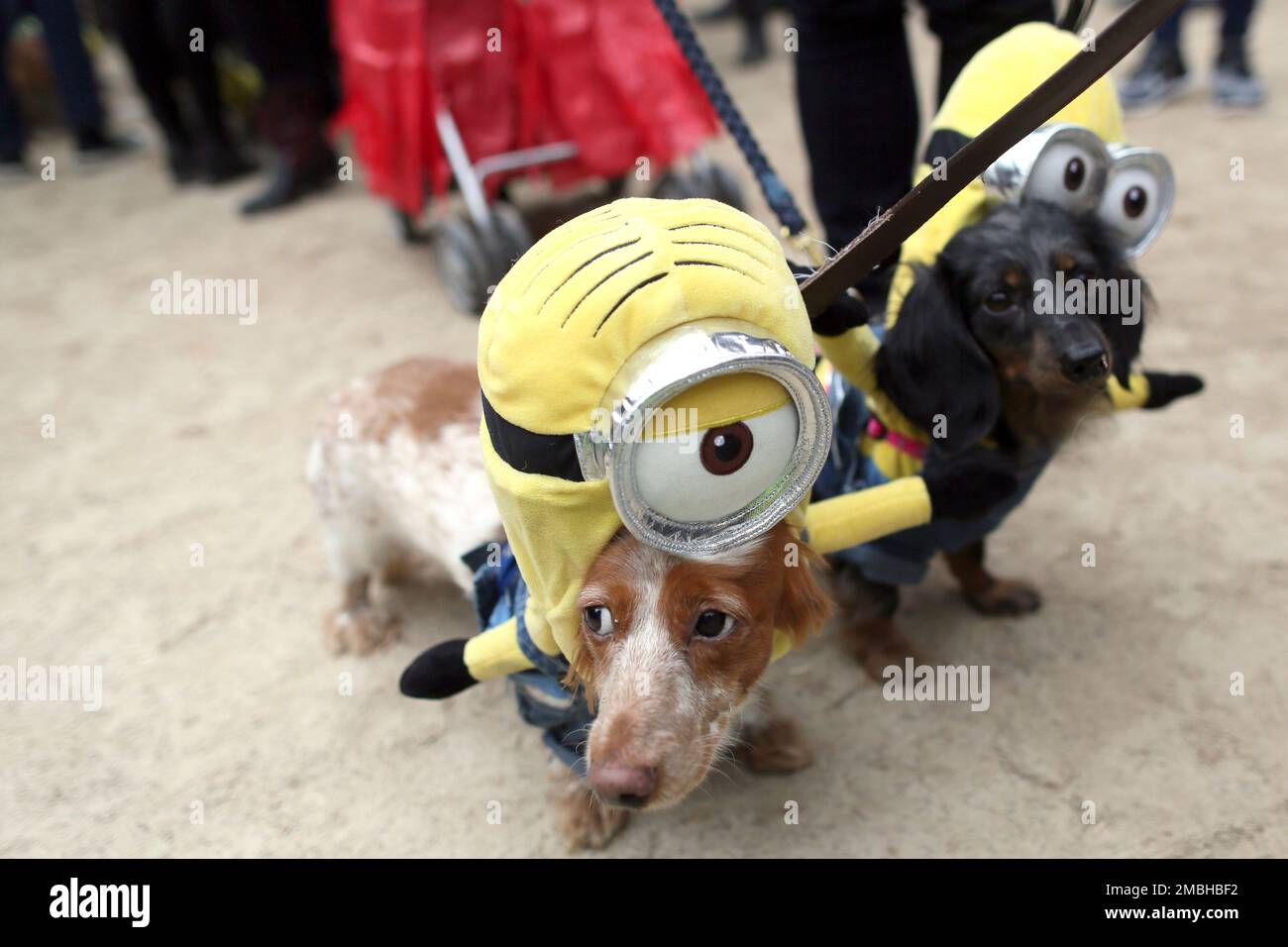 FILE Dachshunds Eli, left, and Emily in Minion costumes participate in the annual Tompkins