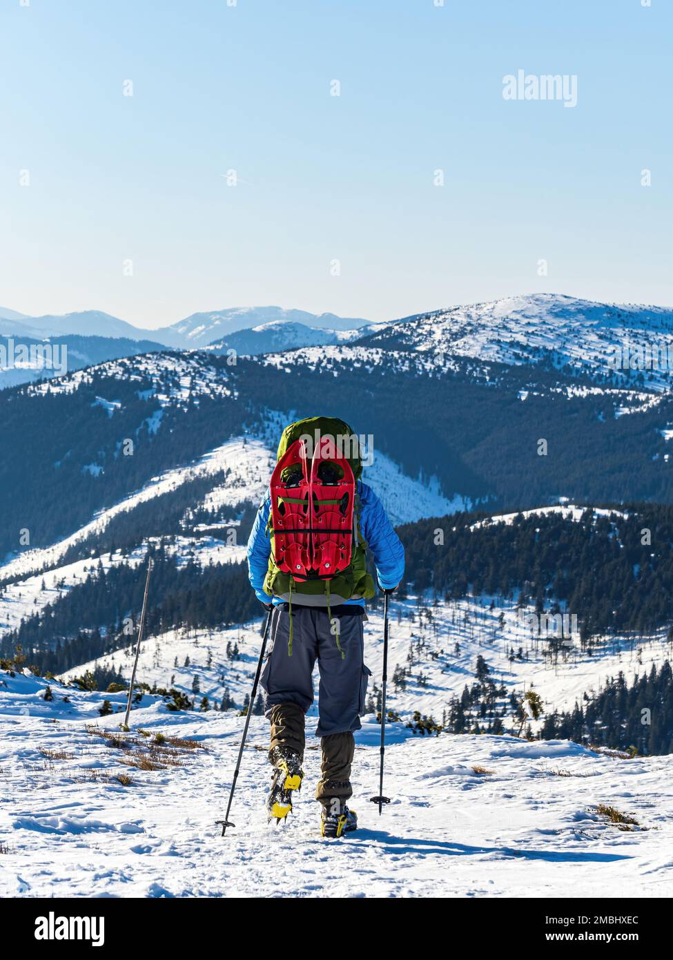 Middle aged man from the back walking hiking with backpack crampons and hiking poles in winter on a snowy mountain ridge sunny weather from close Stock Photo