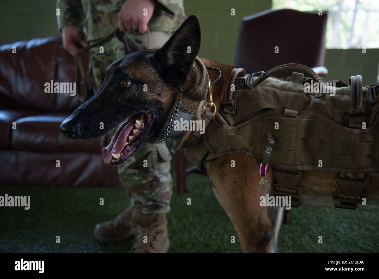 U.S. Air Force military working dog TToby, 23rd Security Forces Squadron, poses with his Honorable Meritorious Medal during his retirement at Moody Air Force Base, Georgia, June 16, 2022. TToby served in four deployments conducting explosive detonation support and secret service missions. Stock Photo