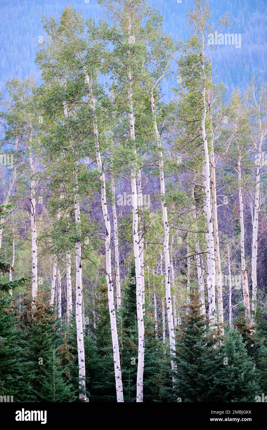 Trembling aspen with white trunks standing tall and parallel surrounded by conifers. Whistlers Campground in the Canadian Rockies near Jasper, Alberta Stock Photo