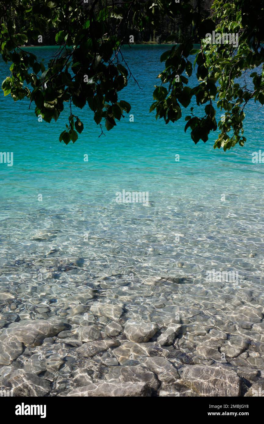 Clear, turquoise water in Lake One on Valley of the Five Lakes trail reveals stony floor under rippled surface.  Trees in foreground act like curtain. Stock Photo