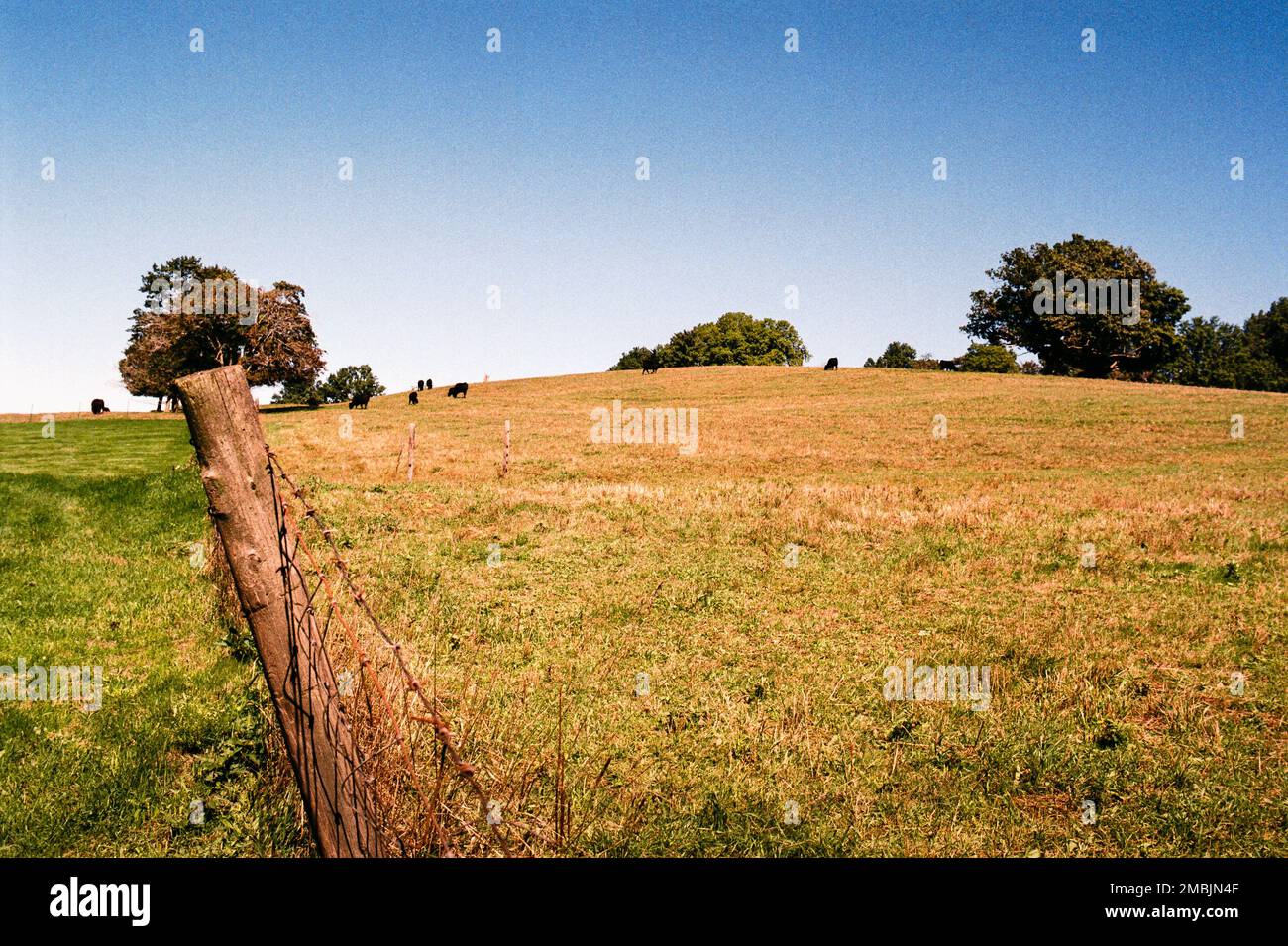 Golden grazing land on Gibbet Hill with black cows in the background in