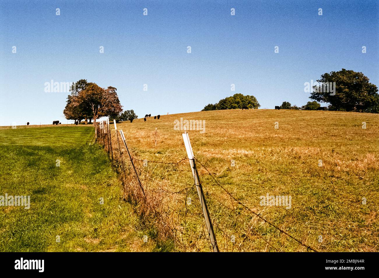 Golden grazing land on Gibbet Hill with black cows in the background in