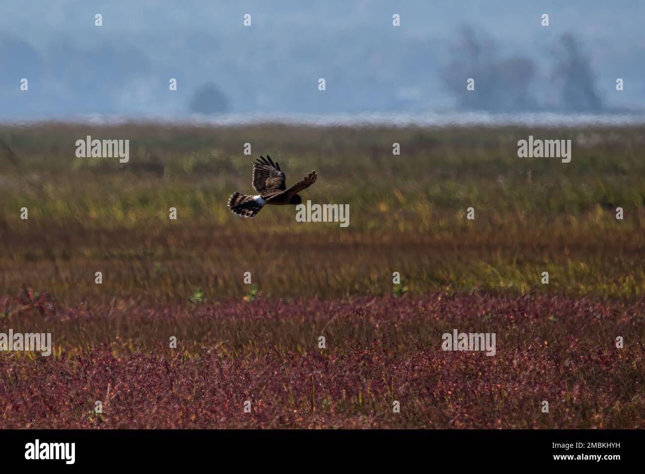 Ring tailed hawk hi-res stock photography and images - Alamy