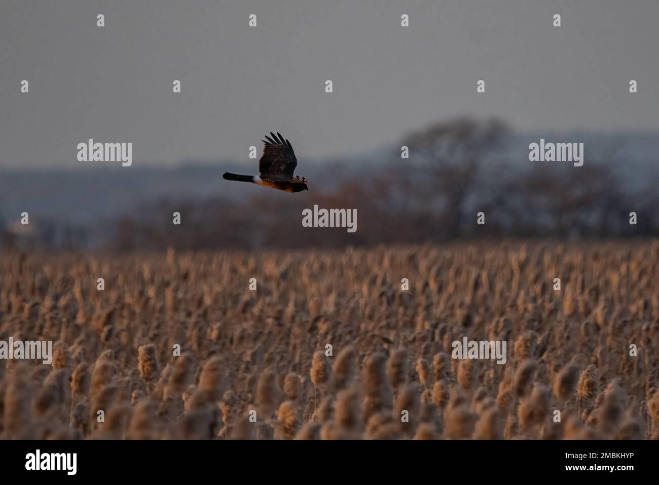 Ring tailed hawk hi-res stock photography and images - Alamy