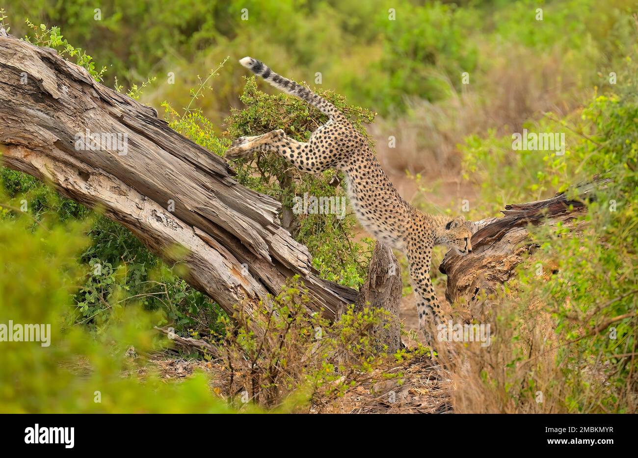 A group of five female Cheetahs (mother and her juveniles) hunting for prey, Maasai Amboseli Game Reserve KE Stock Photo