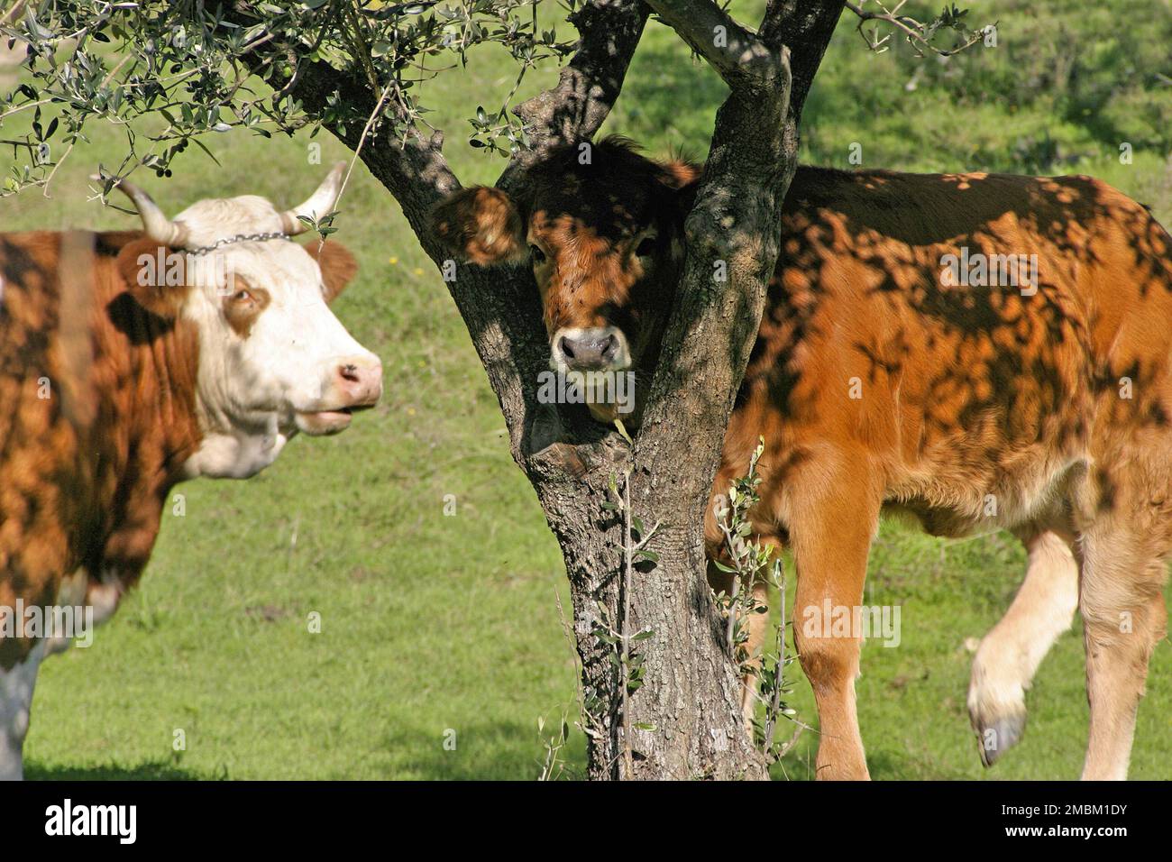 Young cow with head between Olive-tree branches, Monte Amiata, Tuscany, Italy Stock Photo