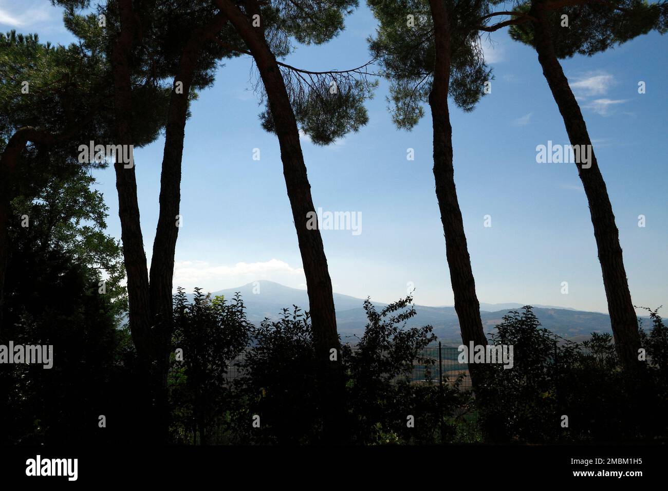 Tall tree silhouettes hi-res stock photography and images - Alamy