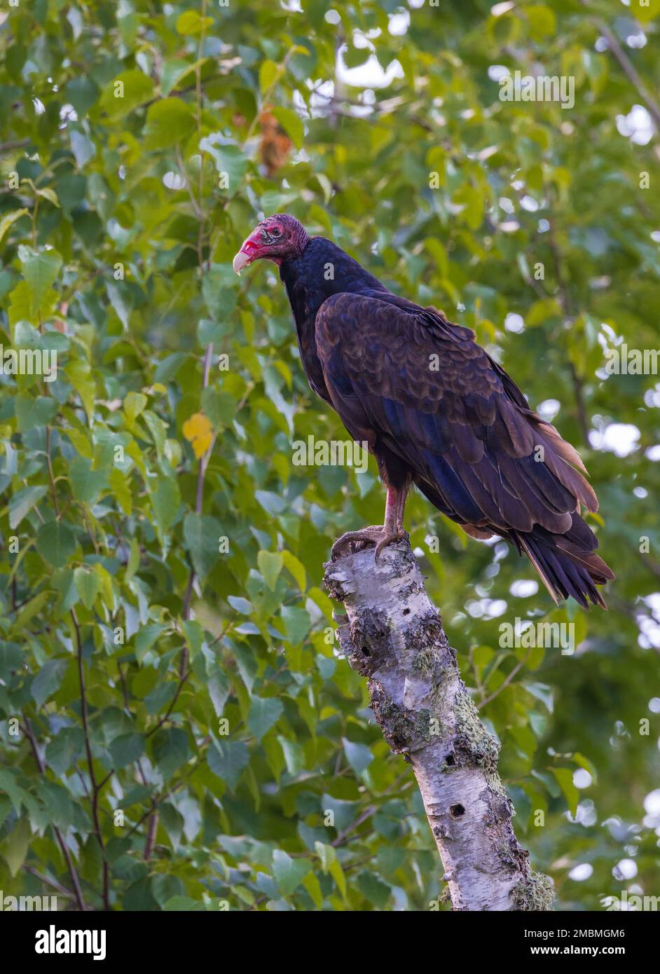 Turkey vulture in northern Wisconsin. Stock Photo