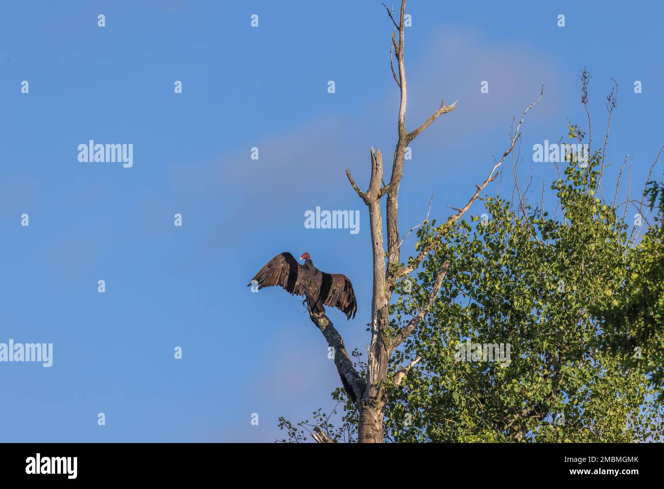 Turkey vulture in northern Wisconsin Stock Photo Alamy