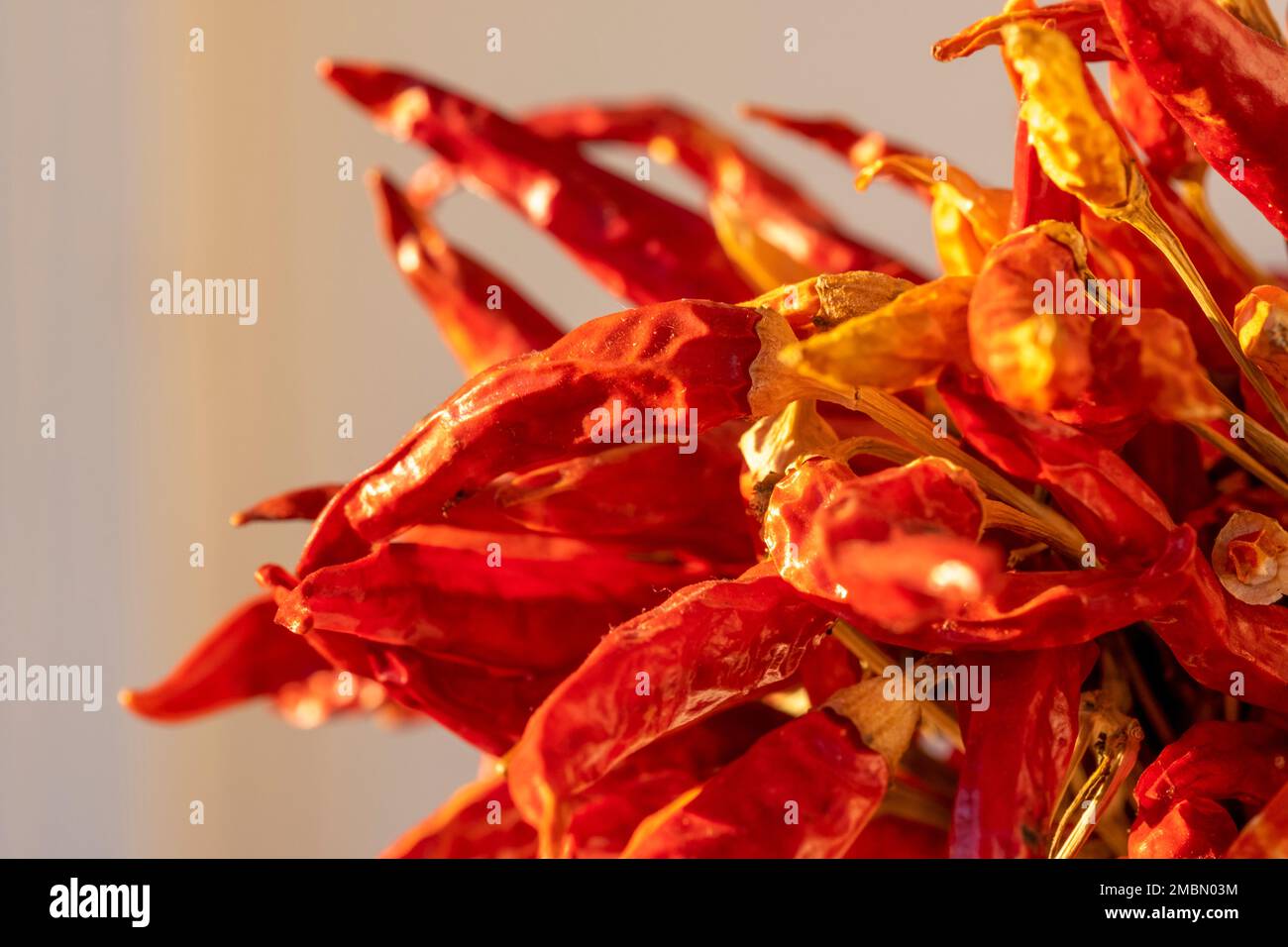 Bunch of raw red organic Chile de Arbol peppers drying in sunlight to