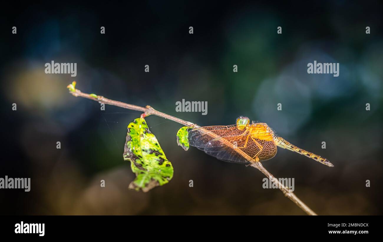 A yellow dragonfly perched on a tree branch and nature background ...