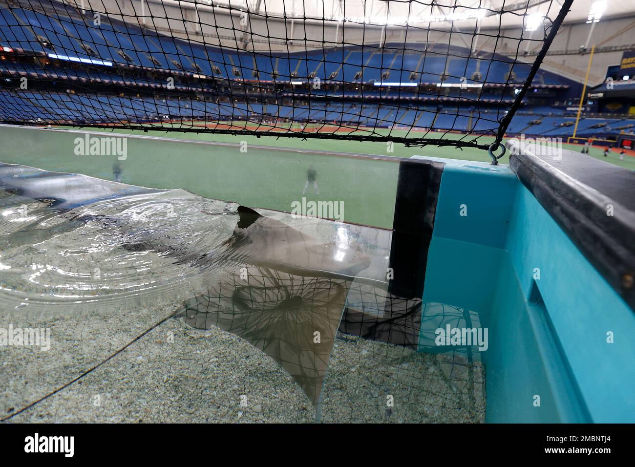 A cow nose stingray swims in tank over the outfield of Tropicana