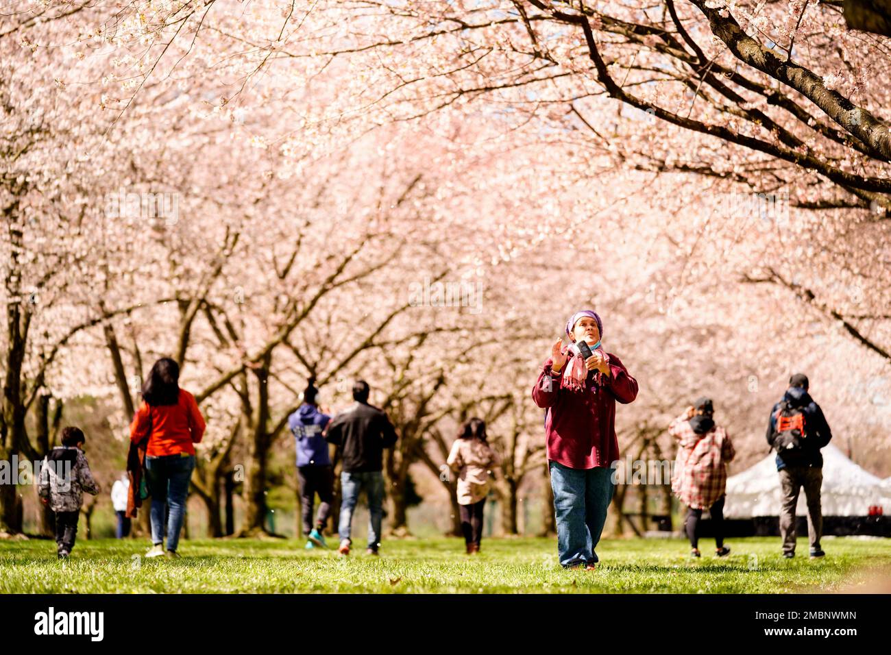 People walk beneath the cherry blossoms at the Fairmount Park ...
